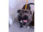 Adopt JERRY a Pit Bull Terrier, Mixed Breed