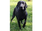 Adopt Rebel a Labrador Retriever