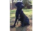 Adopt Ranger a Labrador Retriever