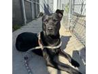 Adopt Bruce a Black Labrador Retriever, Pit Bull Terrier