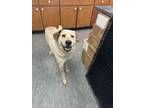 Adopt Chance a Labrador Retriever