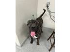 Adopt ZEUS a Mastiff