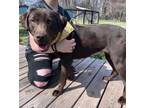 Adopt Boogaloo a Labrador Retriever