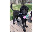 Adopt Pogo a Standard Poodle