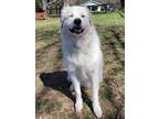 Adopt Thor a Great Pyrenees, Hound