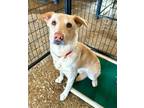 Adopt John Wick a Yellow Labrador Retriever, German Shepherd Dog