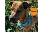 Adopt Taylor a Mixed Breed