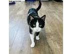 Adopt Theo a Domestic Short Hair