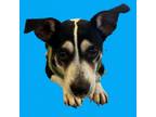 Adopt TUSC-Stray-tu1005 a Rat Terrier