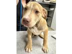 Adopt Wilbur a Mixed Breed