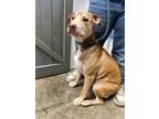 Adopt Wilbur a Mixed Breed