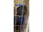 Adopt Drake a Black Labrador Retriever, German Shepherd Dog
