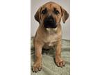 Adopt Elvis a Labrador Retriever, Mixed Breed