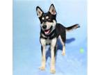 Adopt Prancer a Siberian Husky, Mixed Breed