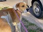 Adopt BARLEY a Foxhound, Beagle