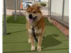 Adopt CHOWBOY a Chow Chow, Mixed Breed