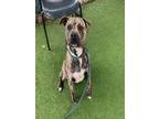 Adopt HANK a Pit Bull Terrier