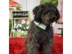 Adopt Hector a Poodle