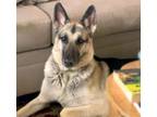 Adopt LEIF* a German Shepherd Dog, Mixed Breed