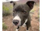 Adopt LOKI a Pit Bull Terrier