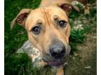 Adopt TOBY a Pit Bull Terrier, Mixed Breed
