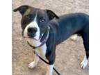 Adopt Z a Pit Bull Terrier