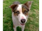 Adopt MERLE* a Australian Shepherd, Australian Cattle Dog / Blue Heeler