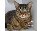 Adopt CHARLIE a Domestic Short Hair