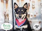 Adopt BRODY a Australian Kelpie, Australian Shepherd