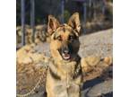Adopt Hawthorne a German Shepherd Dog