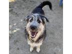 Adopt Rex a Airedale Terrier, German Shepherd Dog