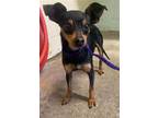 Adopt MAXIMUS a Miniature Pinscher