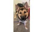 Adopt SPARKY a German Shepherd Dog