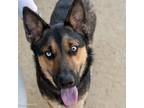 Adopt RIVER a German Shepherd Dog, Siberian Husky