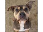 Adopt PATRICK a Pit Bull Terrier