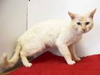 Adopt HECTOR a Siamese, Domestic Short Hair