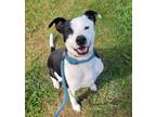 Adopt MITCH a Pit Bull Terrier, Mixed Breed