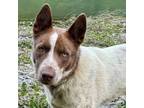 Adopt RUDY a Australian Shepherd, Cattle Dog