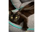 Adopt Batman a Domestic Short Hair