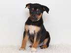 Adopt RALLY a Australian Cattle Dog / Blue Heeler, Rottweiler