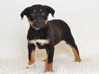 Adopt CHEZZ a Australian Cattle Dog / Blue Heeler, Rottweiler