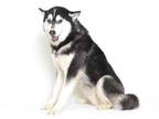 Adopt CADE a Siberian Husky, Mixed Breed