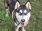 Adopt CAPT. CRUNCH a Siberian Husky