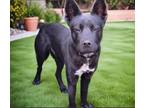 Adopt PHOENIX a Labrador Retriever, German Shepherd Dog