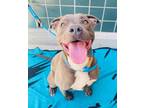 Adopt KING a Pit Bull Terrier, Mixed Breed