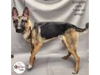Adopt AMIGO a German Shepherd Dog