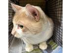 Adopt KITTY WITTY a Domestic Short Hair