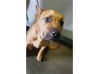Adopt SIMBA a Pit Bull Terrier, Mixed Breed