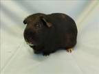 Adopt DEXTER a Guinea Pig