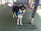 Adopt TOMOKI a German Shepherd Dog, Mixed Breed